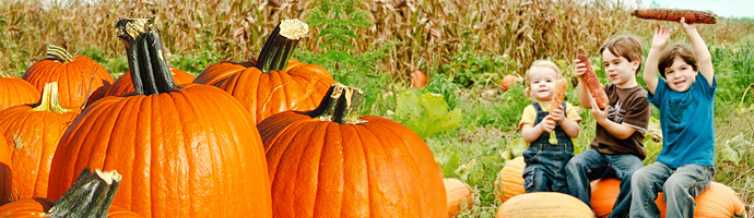PYO Pumpkins